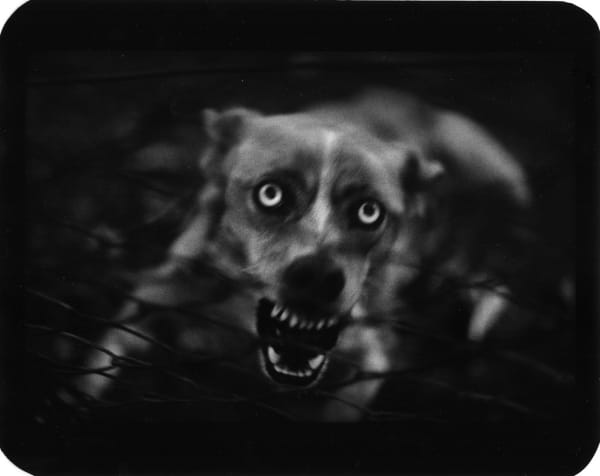 Giacomo Brunelli, Untitled (Dog), 2006