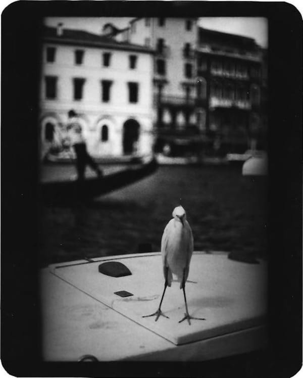 Giacomo Brunelli, Untitled (Heron Venice), 2007