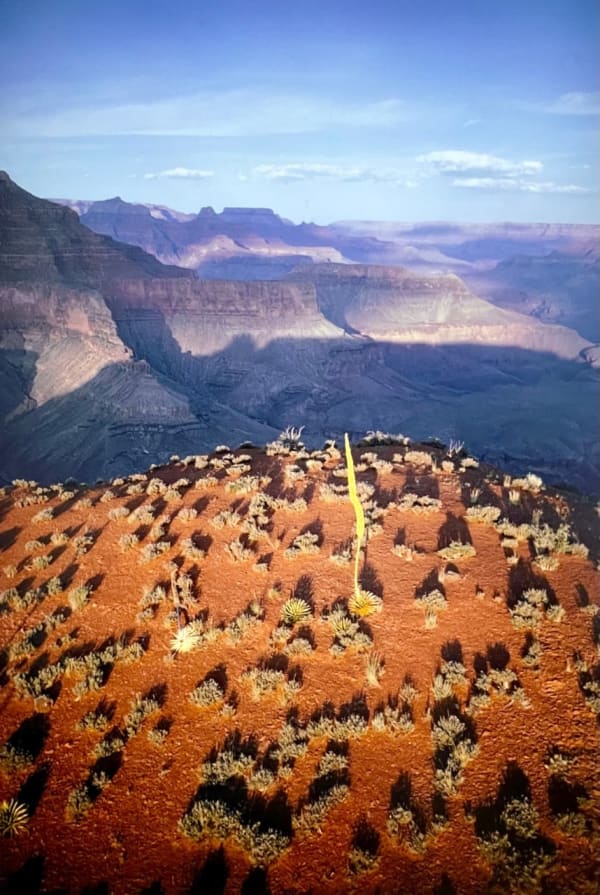 Joel Meyerowitz - Grand Canyon, Arizona, 1973, 2022