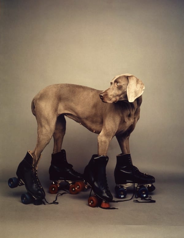 William Wegman, Roller Rover, 2020