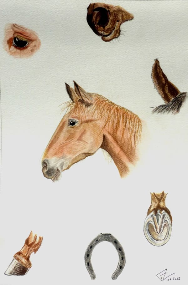 Frédéric Lorne, Etude de Cheval , 2015