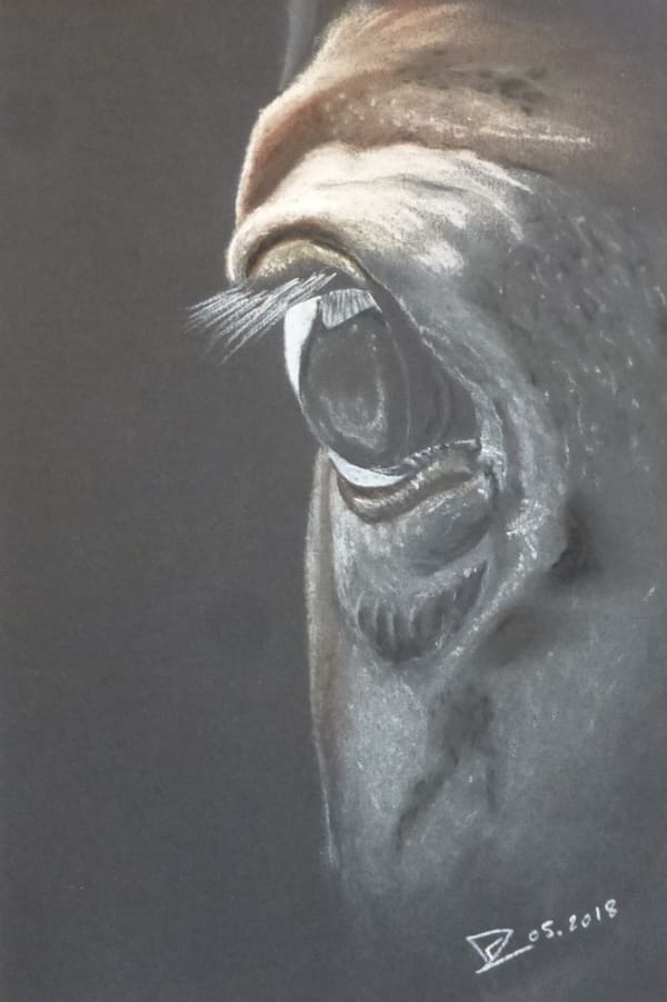 Frédéric Lorne, Oeil de Cheval, 2018