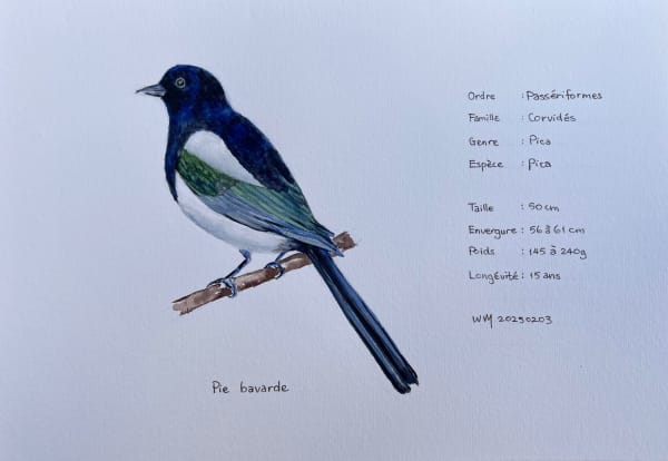 Wai Mei, Pie Bavarde, 2025