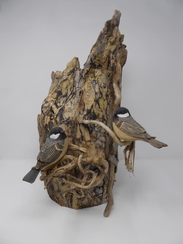 John & Marilyn Davies, Coal Tits