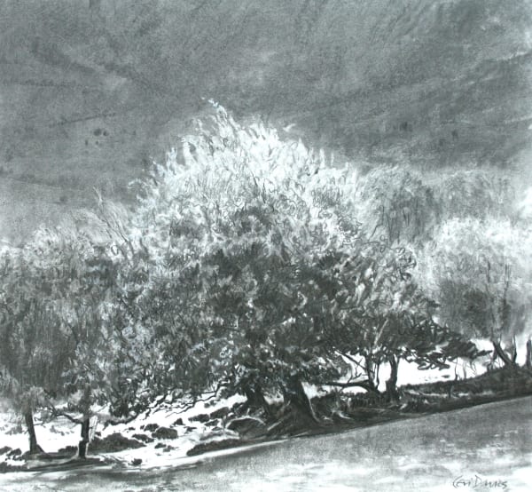 Ceri Auckland Davies, Hawthorn Tree (Cwm Cywarch)