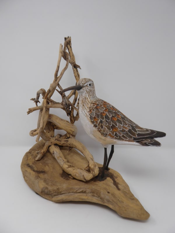 John & Marilyn Davies, Curlew Sandpiper