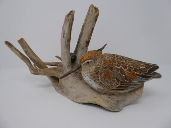 John & Marilyn Davies, Dowitcher