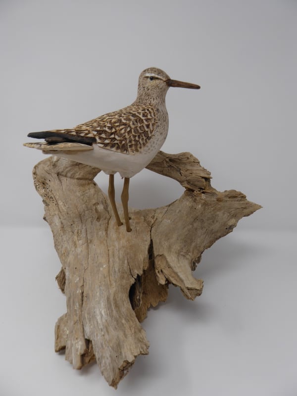 John & Marilyn Davies, Wood Sandpiper