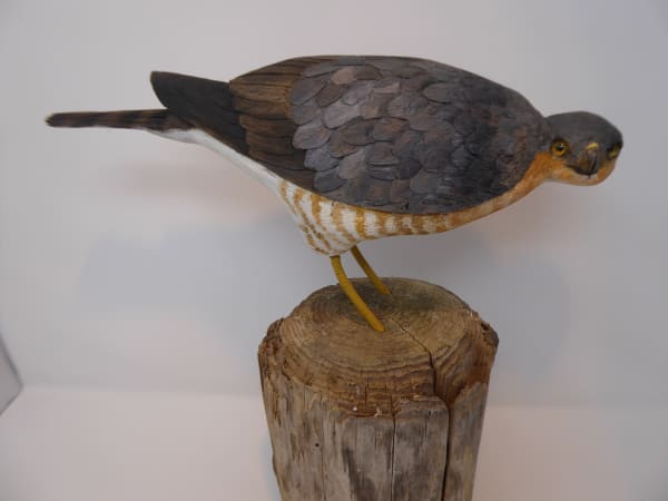 John & Marilyn Davies, Sparrowhawk