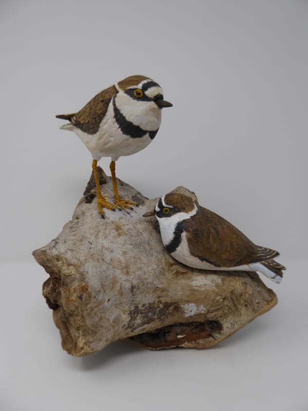 John & Marilyn Davies, Little Ringed Plovers