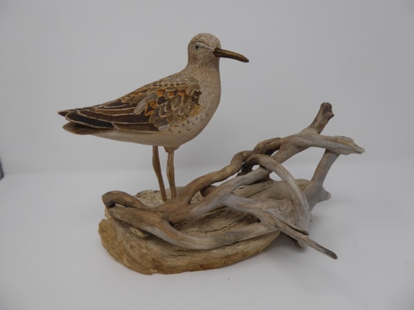 John & Marilyn Davies, Curlew Sandpiper