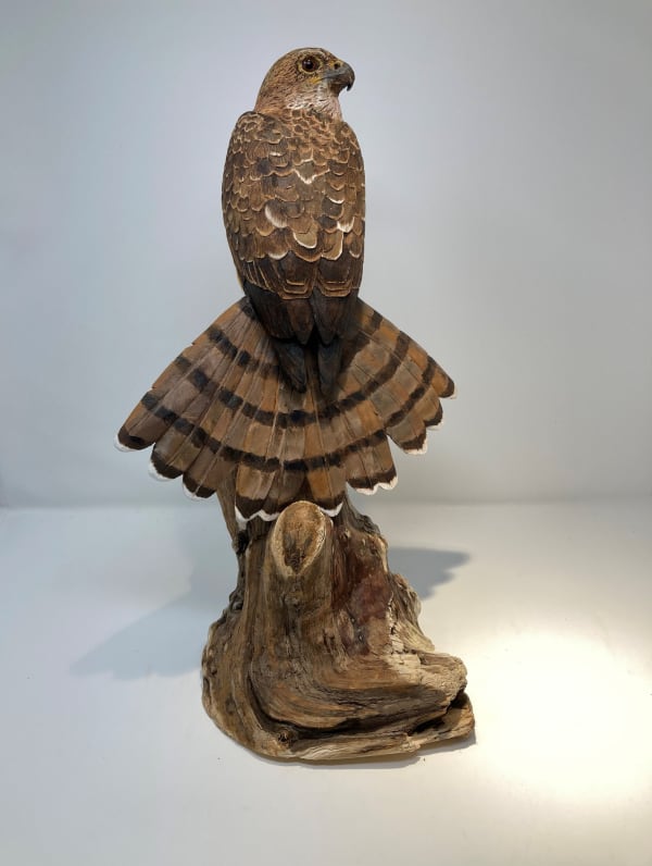 John & Marilyn Davies, Sharp-shinned Hawk