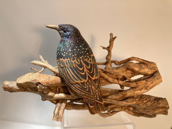 John & Marilyn Davies, Starling, 2025