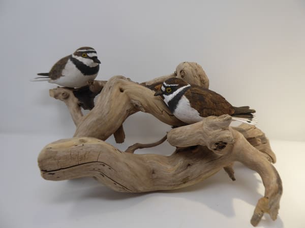 John & Marilyn Davies, Little Ringed Plovers