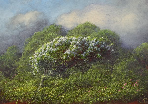 Gerald Dewsbury, Common Hawthorn, 2025