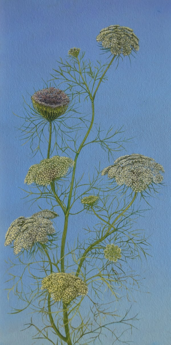 Kim Dewsbury, Wild Carrot II, 2025