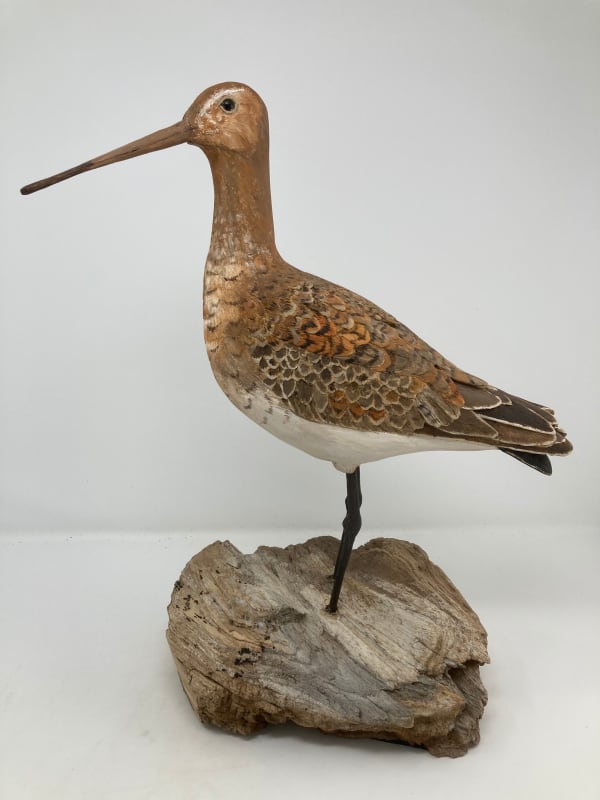 John & Marilyn Davies, Black-tailed Godwit, 2025