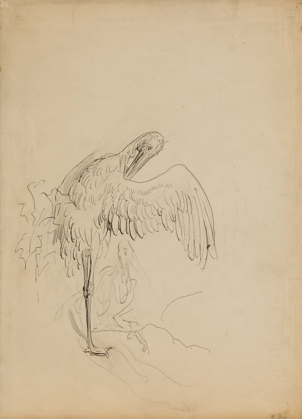 Gustave Doré, Study of a Pelican