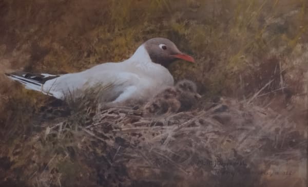 Mosse Stoopendaal, Tåkern, Midsummers-day (A black-headed gull brooding at the nest with chicks), 24 June 1926