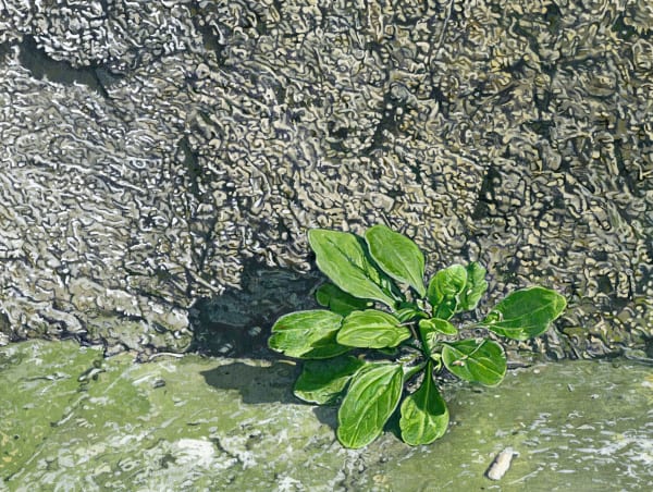 Thomas Lévy-Lasne, Plante saxicole, 2024