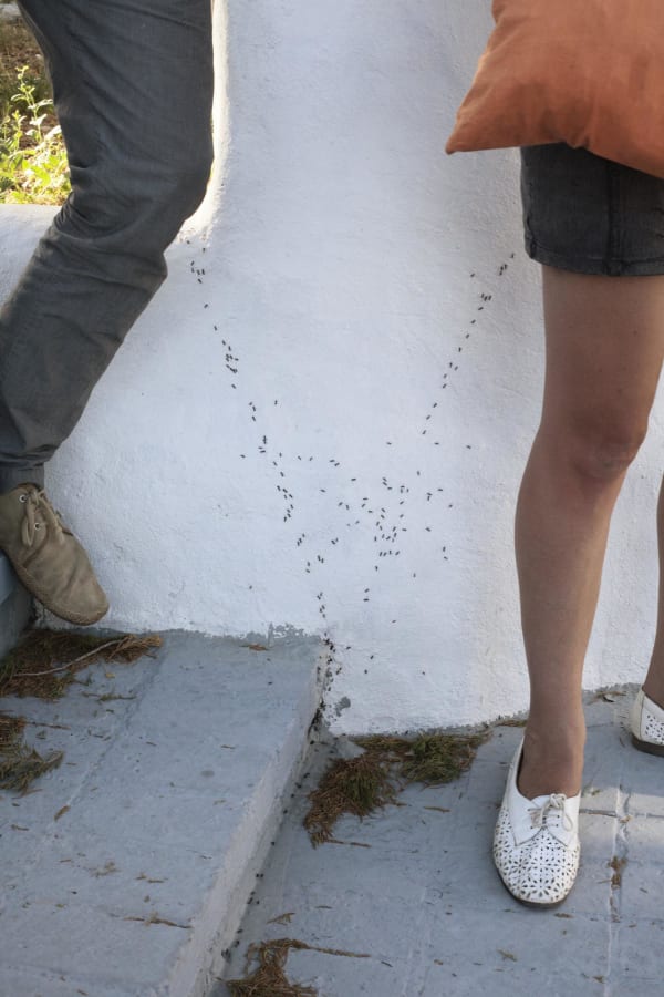Paulien Oltheten, Proxemics (ants), 2006