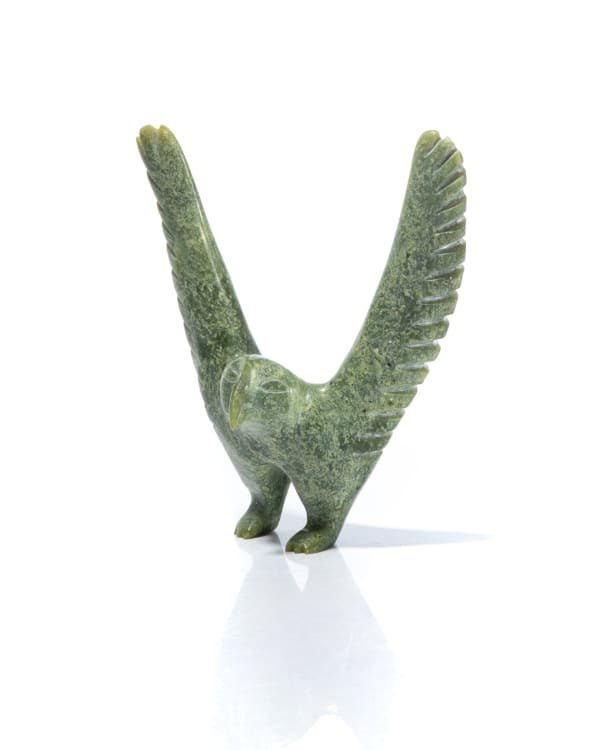 Hawk Drying Feathers