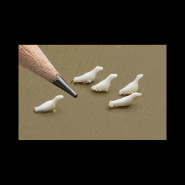 Five Snow Geese Swimming
