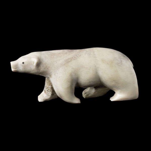 Walking Polar Bear
