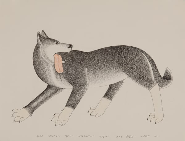 KANANGINAK POOTOOGOOK, R.C.A. (1935-2010) KINNGAIT (CAPE DORSET) Amarok (Wolf), 1997 black ink and coloured pencil on paper, 20 x 26 in (50.8 x 66 cm)