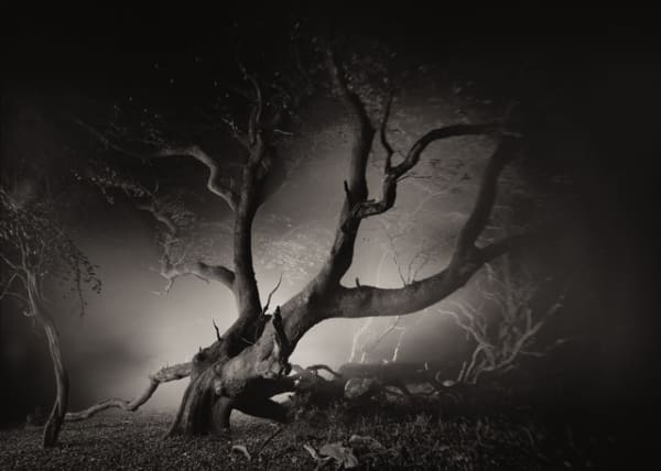 Jasper Goodall, Visitant, 2021