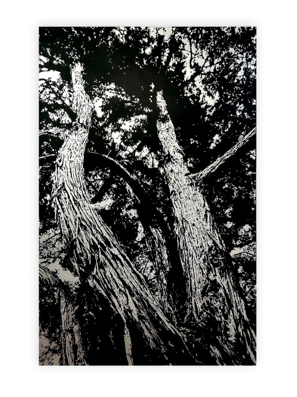 Neal Palmer, Tōtara Silver, 2023