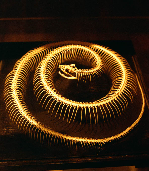 Daniela Ângelo - Halo