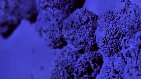 Diogo Evangelista - Mars