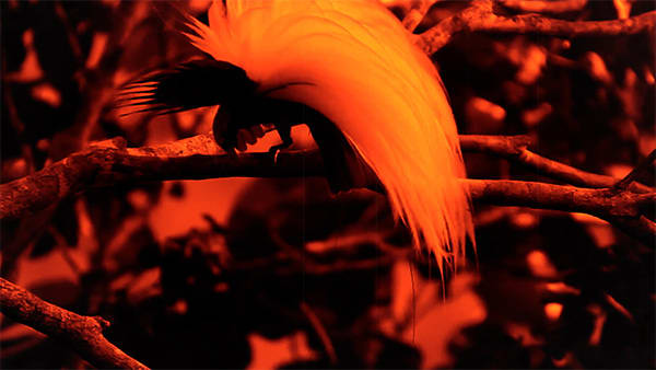 Diogo Evangelista - Isle