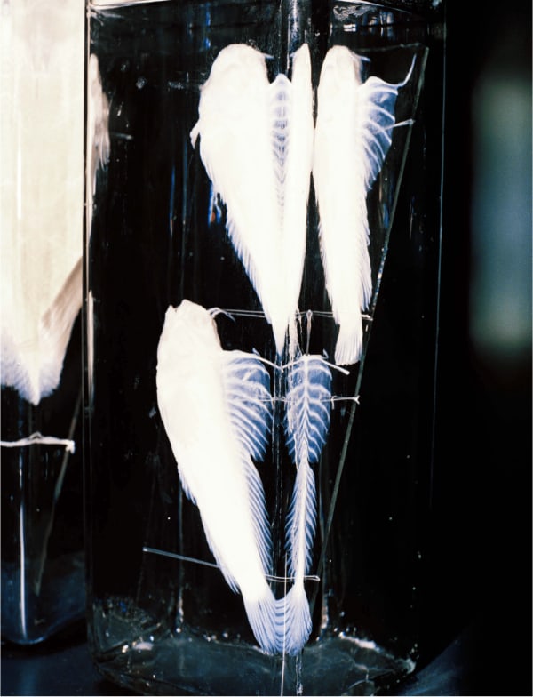 Daniela Ângelo - Inv. 1156