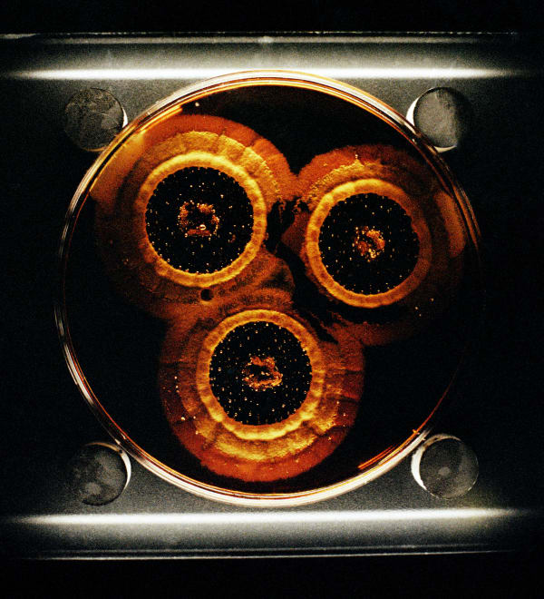 Daniela Ângelo, Untitled, 2023
