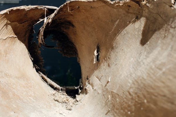 José Pedro Cortes - Dead Palm