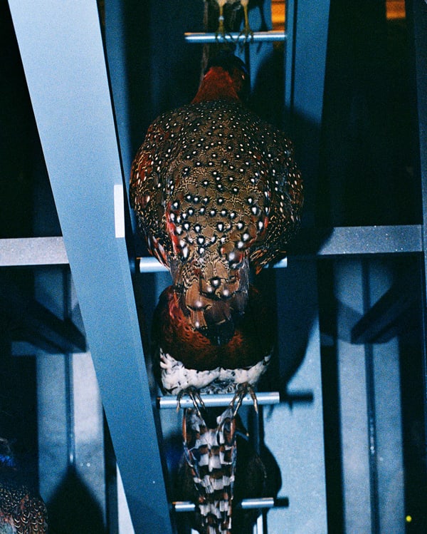 Daniela Ângelo, Untitled, 2023