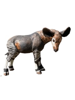 Okapi Calf