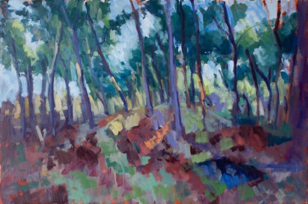 Tentsmuir Forest, Light Through Trees on a Hill