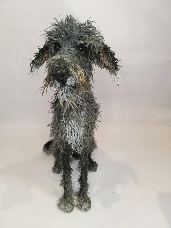 Lottie the Lurcher