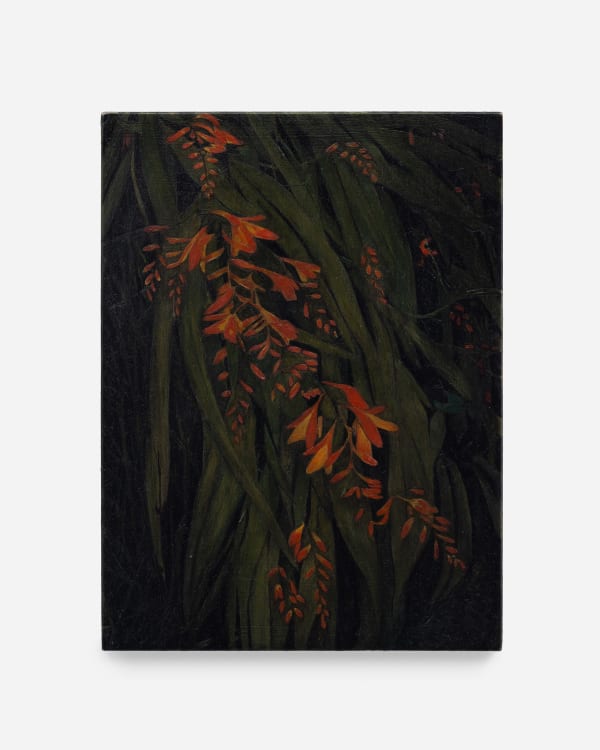 Rebecca Partridge Wildflowers, Night: Crocosmia, 2025 Oil on panel 20 x 15 cm 7 7/8 x 5 7/8 in