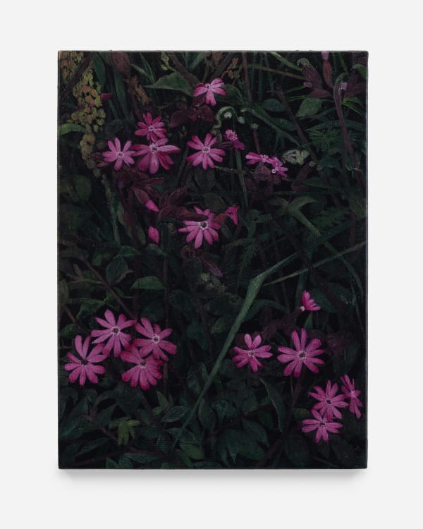Rebecca Partridge Wildflowers, Night: Red Campion, 2025 Oil on panel 20 x 15 cm 7 7/8 x 5 7/8 in