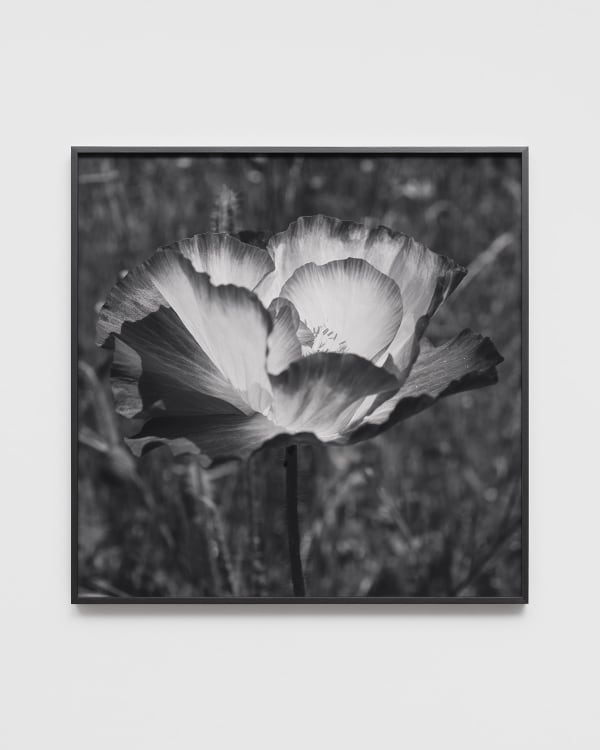 DAYANITA SINGH, Passion II, 2024