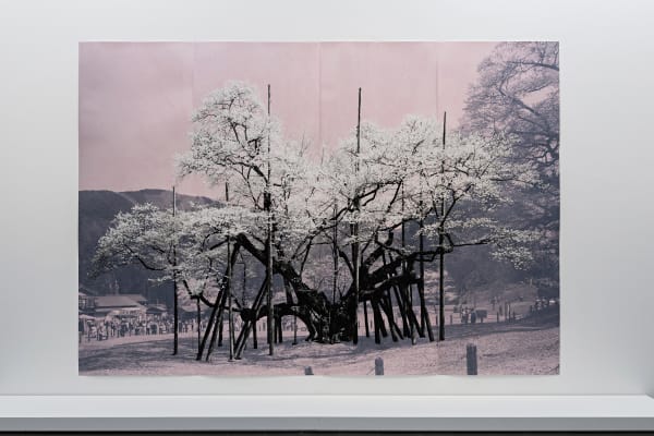 TACITA DEAN, Sakura (Usuzumi II), 2024