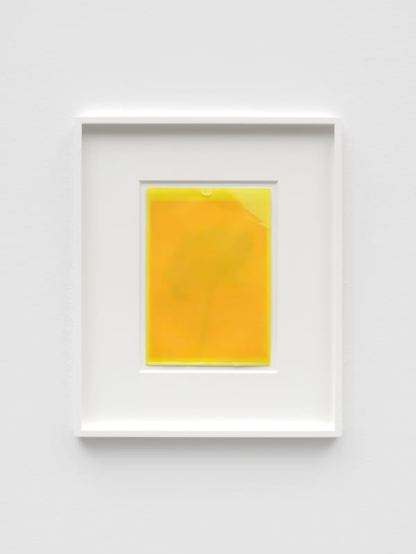 Amber (tree shadow) I, 2023