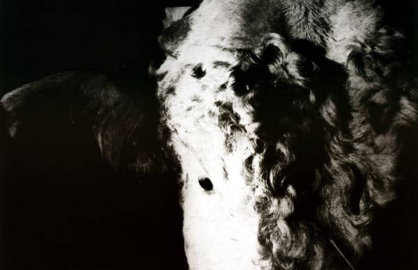 DAPHNE WRIGHT Bulls - Luke, 2002 Polymer intaglio print 60 x 70.3 cm (framed) 53 x 63.2 cm 20.9 x 24.9 in Ed. Edition 1/5