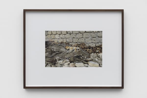 DOROTHY CROSS, Sleeping Dog , 2019