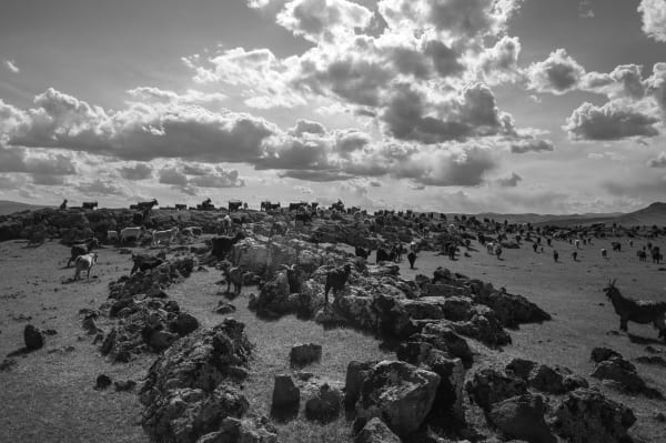 Erhan Coral, Toplanma / The Gathering [Ed.3 + 1 AP], 2025