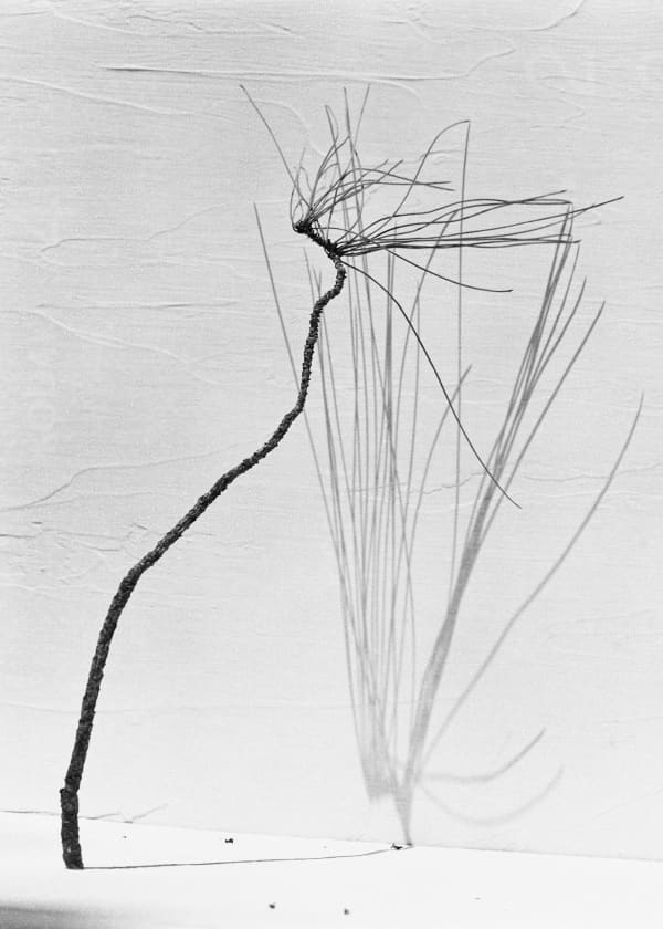 Txema Yeste, Needles, 2019-24.